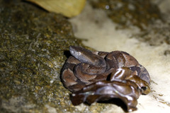 Bothrops muriciensis