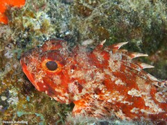 Scorpaena notata