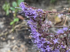 Trachelium caeruleum