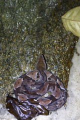 Bothrops muriciensis
