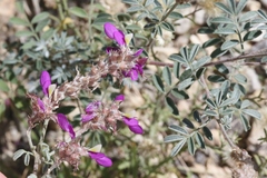 Dalea bicolor