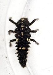 Cleobora mellyi