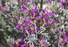 Dalea bicolor