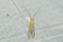 Italochrysa