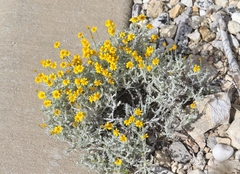 Thymophylla setifolia