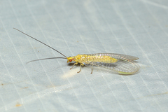 Italochrysa