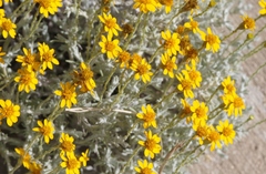 Thymophylla setifolia