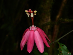 Passiflora glandulosa