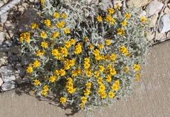 Thymophylla setifolia