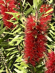 Melaleuca linearifolia