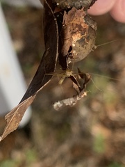 Tipula oleracea