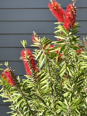 Melaleuca linearifolia
