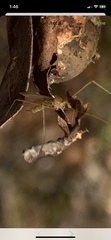 Tipula oleracea
