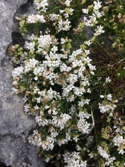 Asperula cynanchica