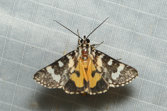 Ipanica cornigera