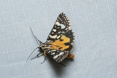 Ipanica cornigera