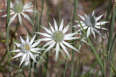 Eryngium heterophyllum