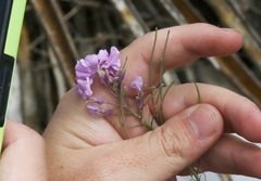 Hesperidanthus linearifolius