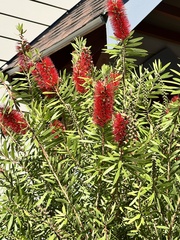 Melaleuca linearifolia