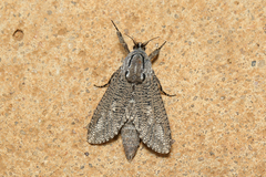 Endoxyla amphiplecta