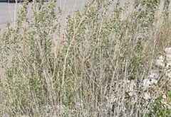 Brickellia laciniata