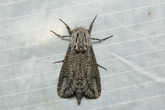 Endoxyla amphiplecta