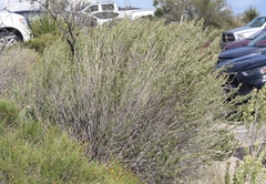 Brickellia laciniata