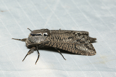 Endoxyla amphiplecta