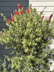 Melaleuca linearifolia