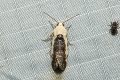 Hypertropha