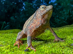 Rhinella hoogmoedi