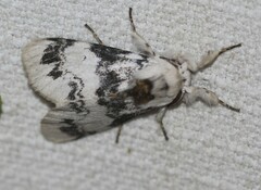 Iropoca rotundata