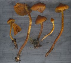Cortinarius gentilis