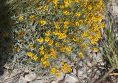 Thymophylla setifolia