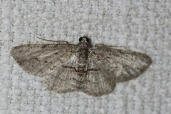 Didymoctenia exsuperata