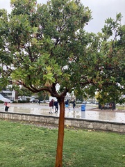 Arbutus × andrachnoides