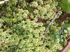 Sphagnum angustifolium