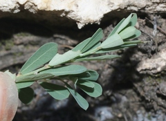Phyllanthus polygonoides