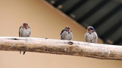 Hirundo angolensis