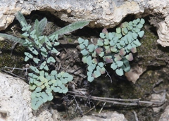 Argyrochosma microphylla