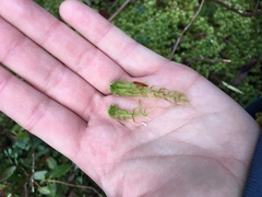 Sphagnum angustifolium