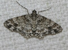 Myrioblephara desumpta