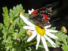 Vanessa vulcania