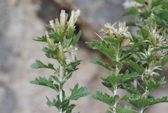 Brickellia laciniata