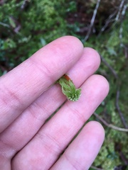 Sphagnum angustifolium