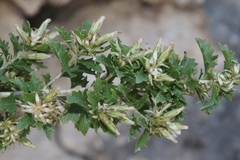 Brickellia laciniata
