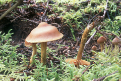 Cortinarius gentilis