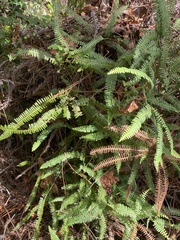 Dicranopteris flexuosa