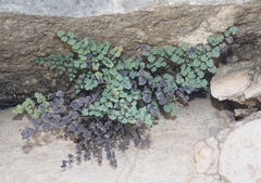 Argyrochosma microphylla