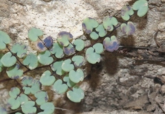 Argyrochosma microphylla